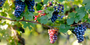 Have you ever wondered if you could grow wine-producing grapes in your backyard?